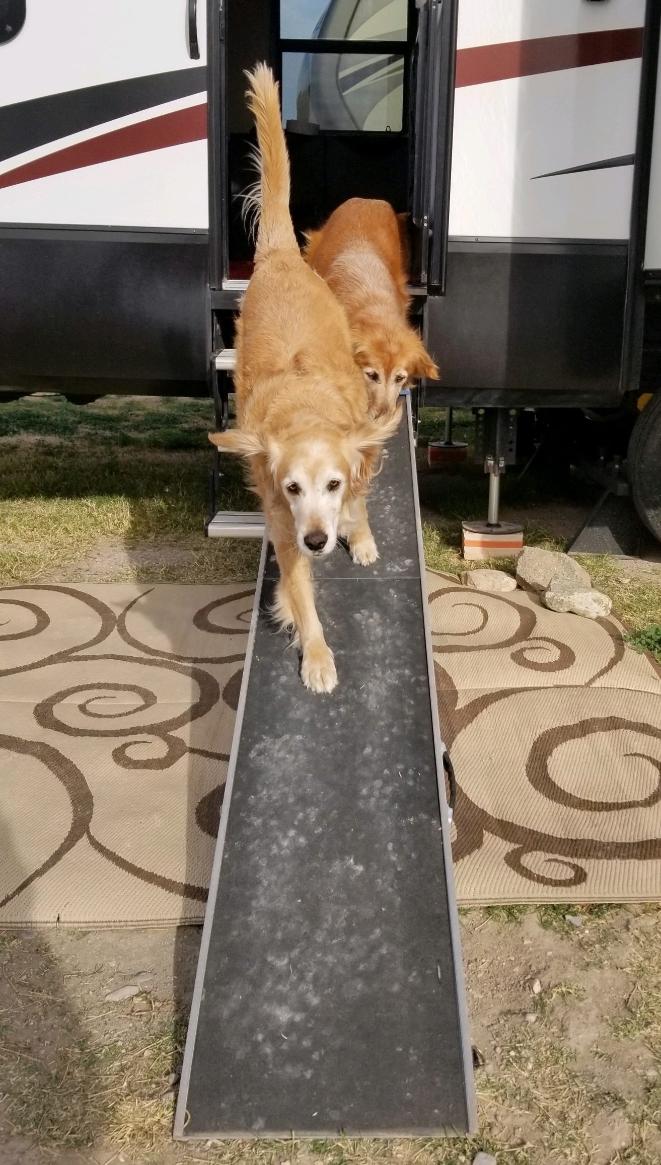 Golden retriever going down a ramp - traveling with senior pets