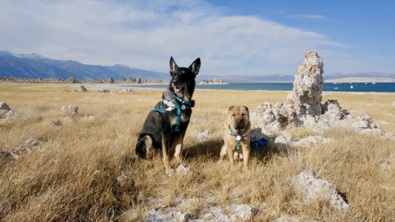 Visiting California's Mono Lake with Dogs | GoPetFriendly.com