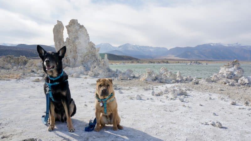 Visiting California's Mono Lake with Dogs | GoPetFriendly.com