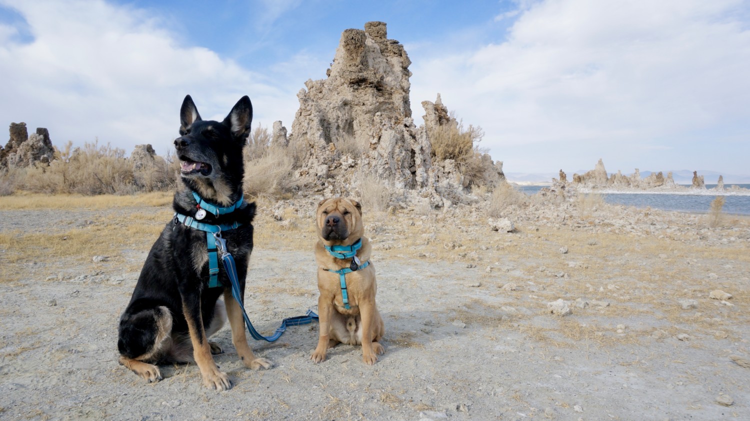 Visiting California's Mono Lake with Dogs | GoPetFriendly.com