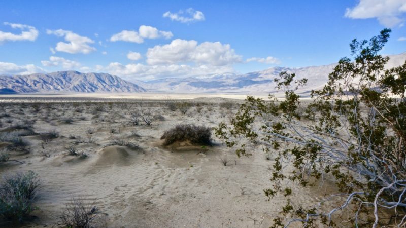 Borrego Springs: A Dog Friendly Day Trip | GoPetFriendly.com