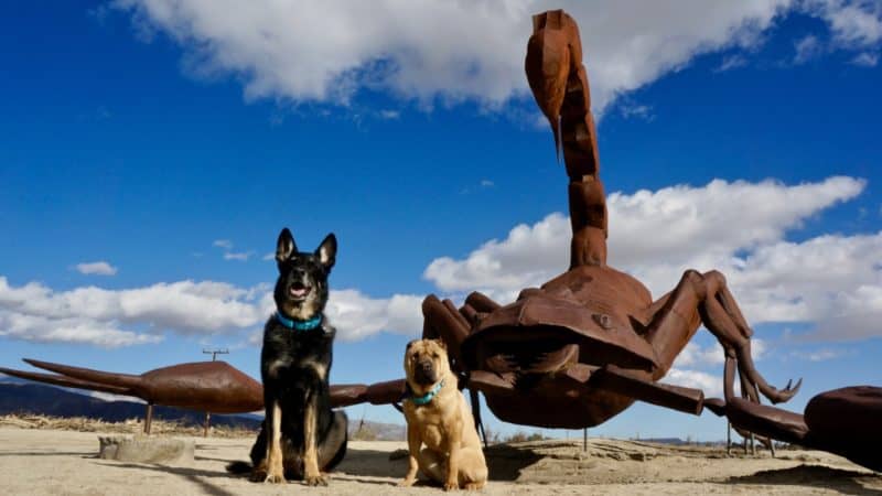 Borrego Springs: A Dog Friendly Day Trip | GoPetFriendly.com