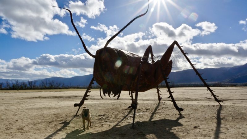 Borrego Springs: A Dog Friendly Day Trip | GoPetFriendly.com