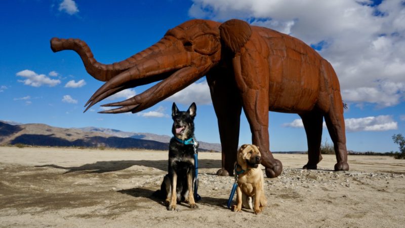 Borrego Springs: A Dog Friendly Day Trip | GoPetFriendly.com