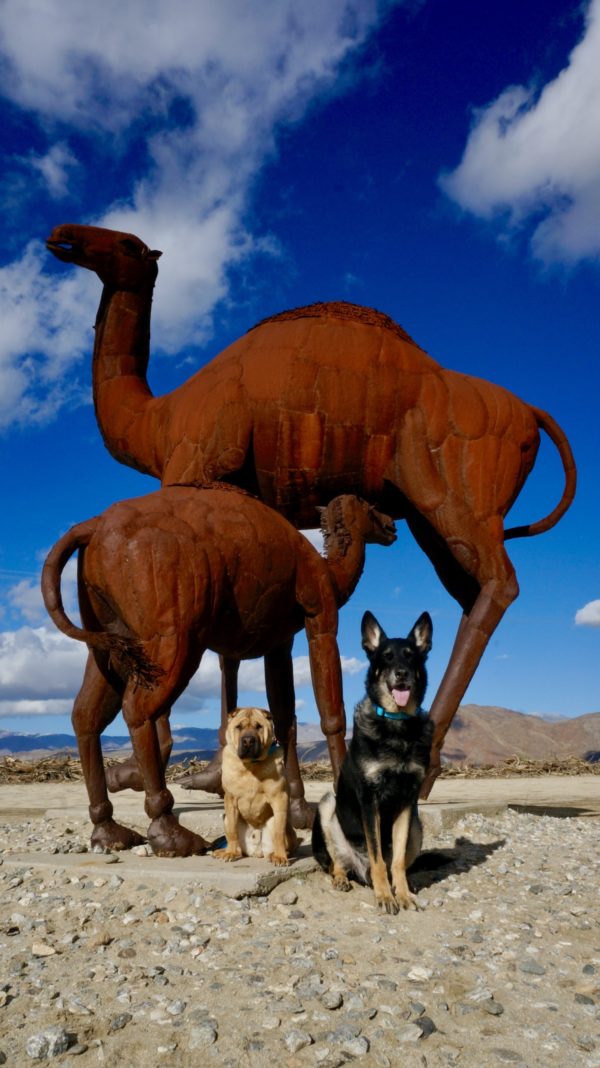 Borrego Springs: A Dog Friendly Day Trip | GoPetFriendly.com