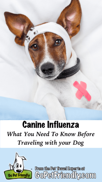 Canine Influenza: What You Need to Know Before Traveling With Your Dog | GoPetFriendly.com