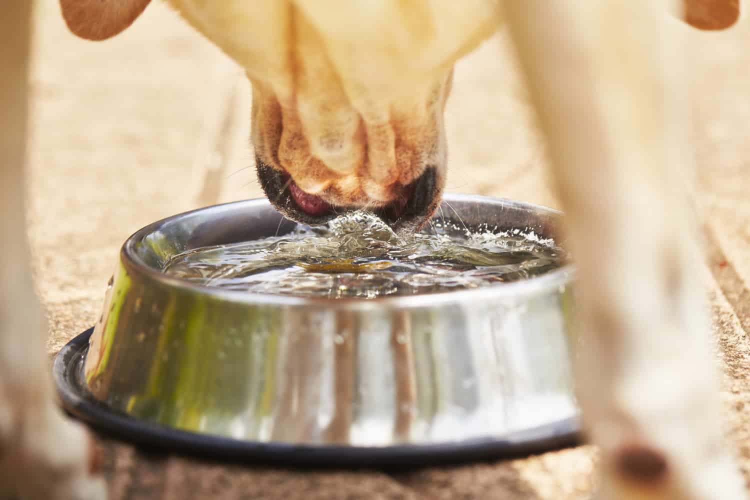 dog drinking water from a water bowl