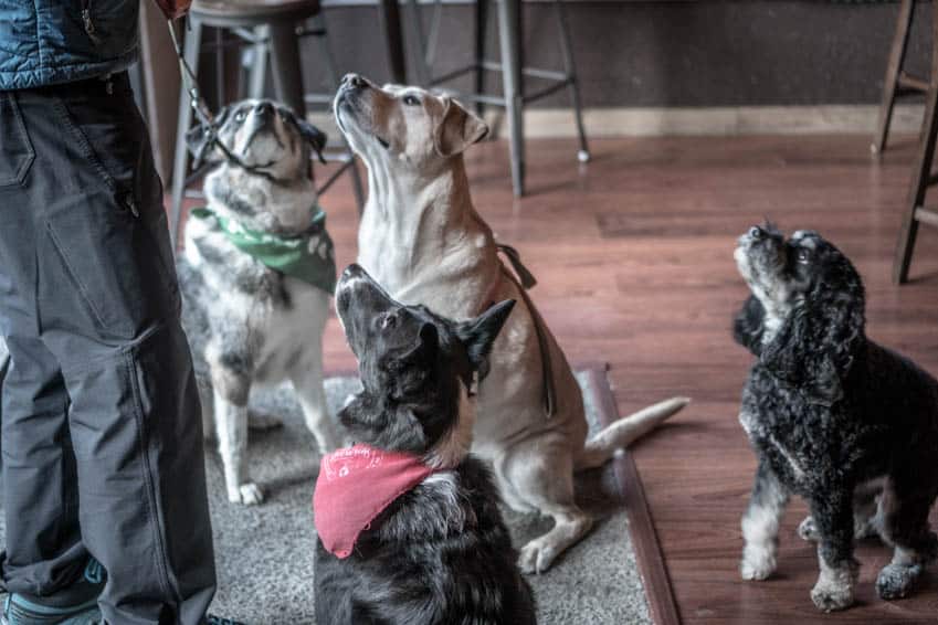 Sora and her new friends at Middleton Brewing in Everett, WA