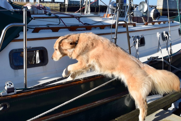 Honey the boat dog goes aboard the sailboat at the dock.