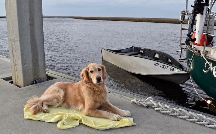 Honey the golden retriever boat dog lies on the dock.