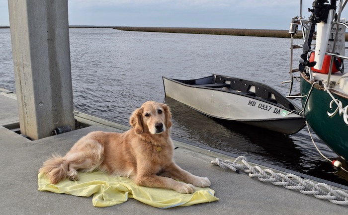 Golden retriever boat dog Honey lies on the dock.