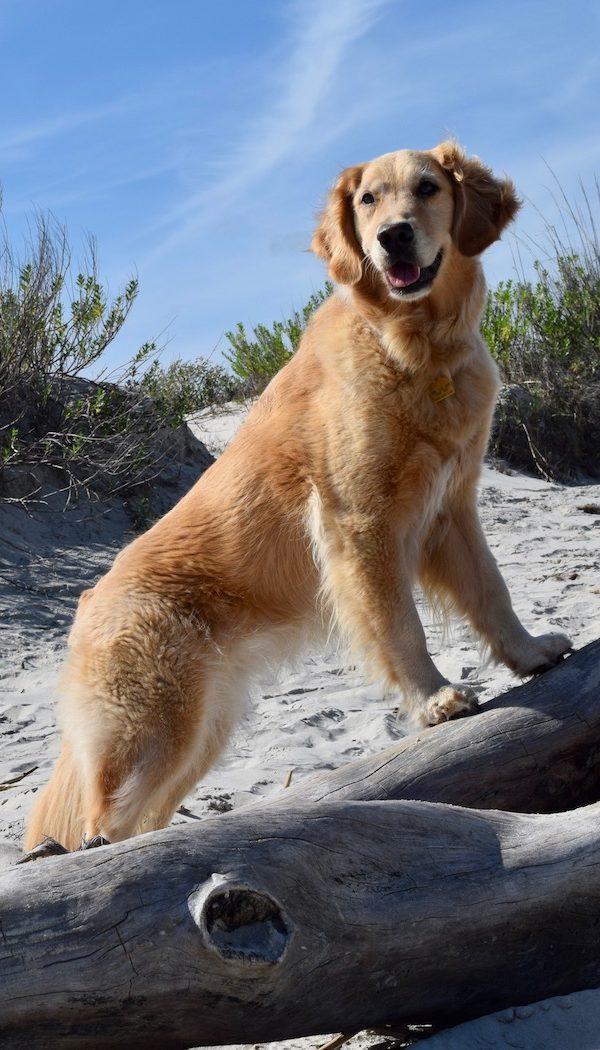 Honey the golden retriever puts her paws up at Jekyll Island.