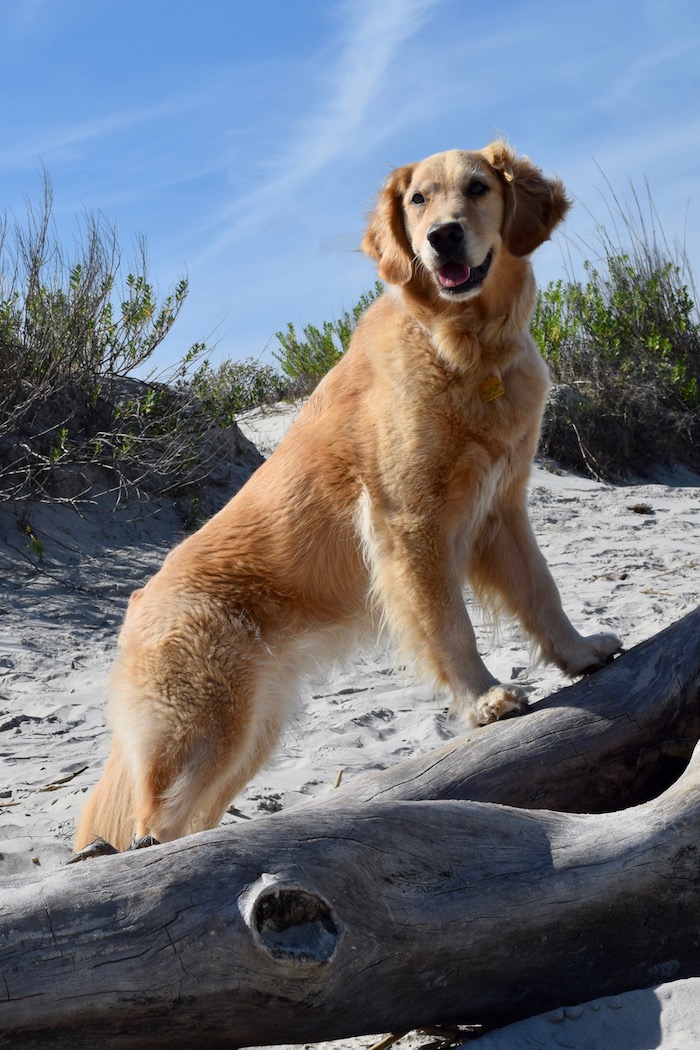 Honey the golden retriever puts her paws up at Jekyll Island.