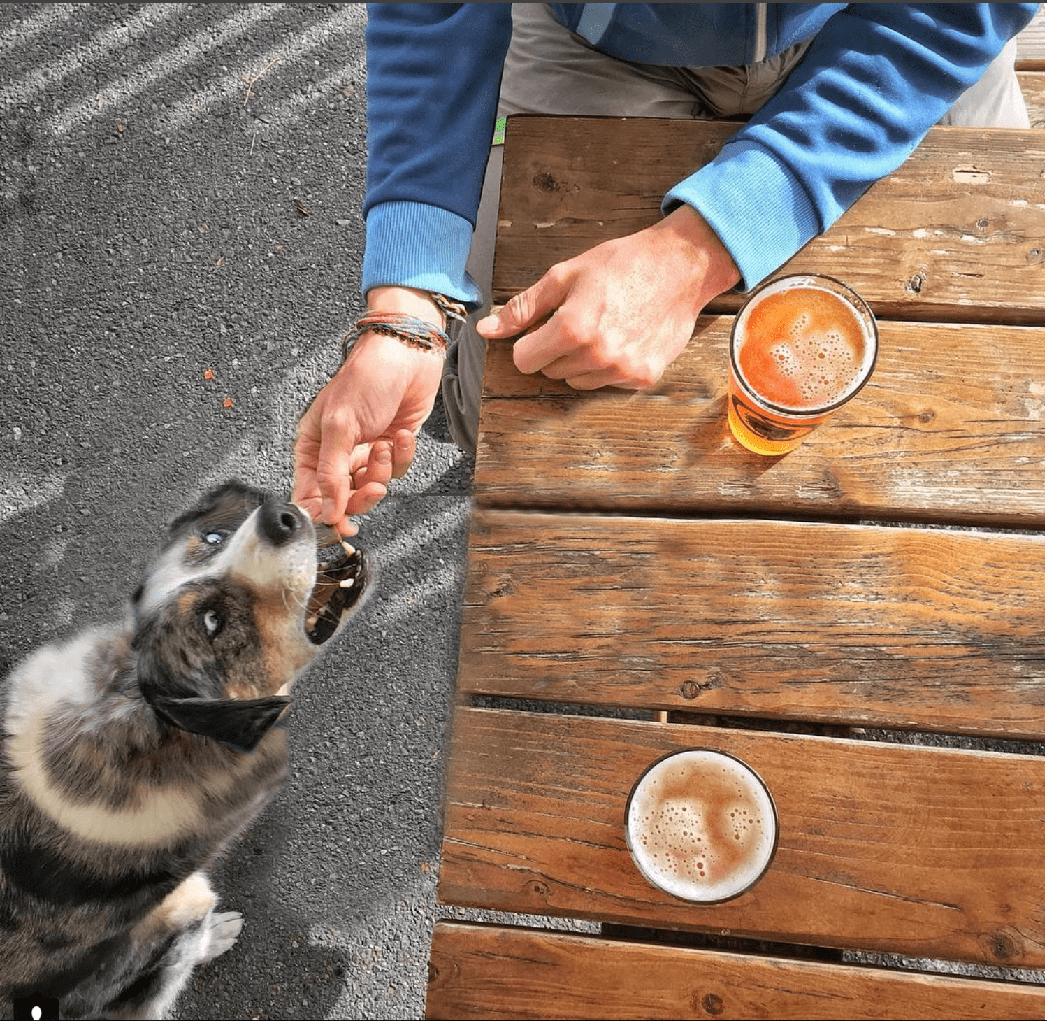 Sora snags a treat while Jen and Dave enjoy the beer garden at the Hop and Hound in Bothell