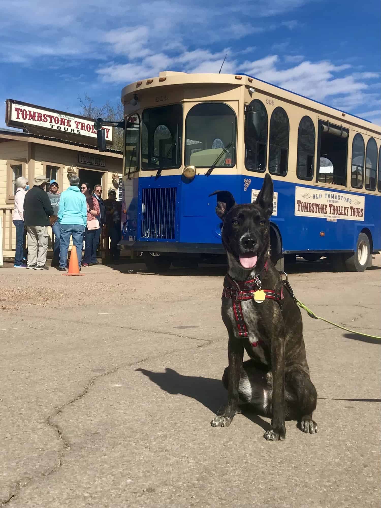 Brindle dog sitting near a pet friendly trolley car in Tombstone, Arizona