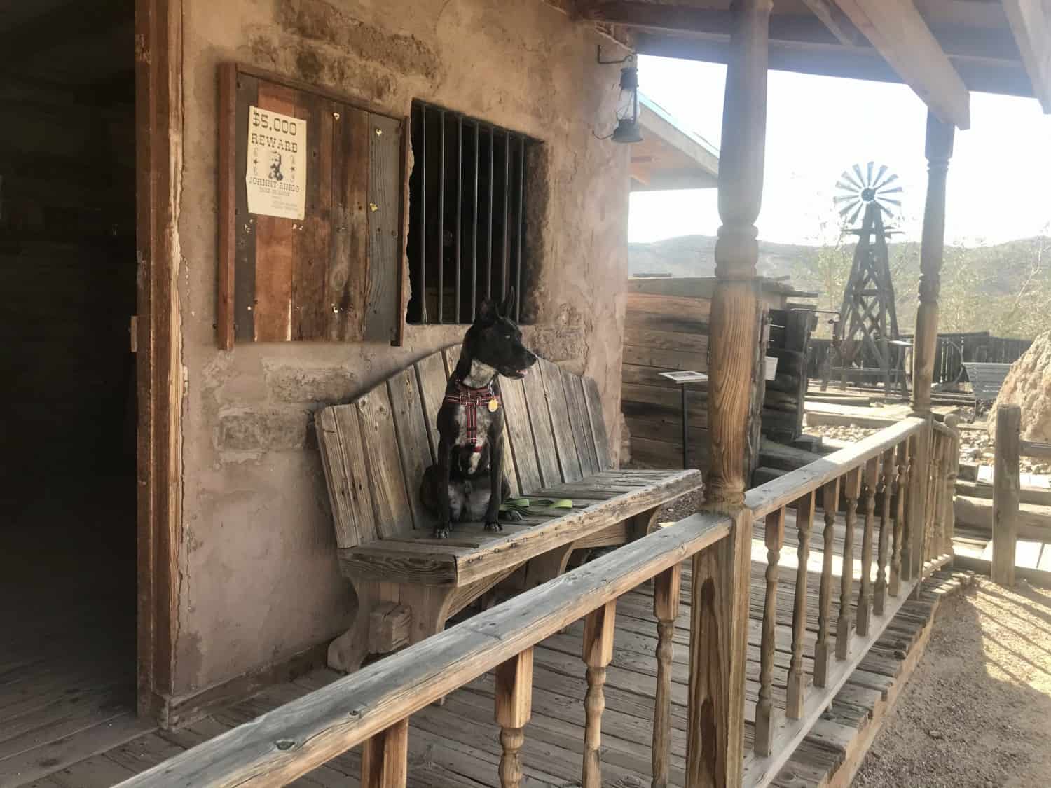 Brindle pup sitting on a bench in the old western town of Tombstone, AZ