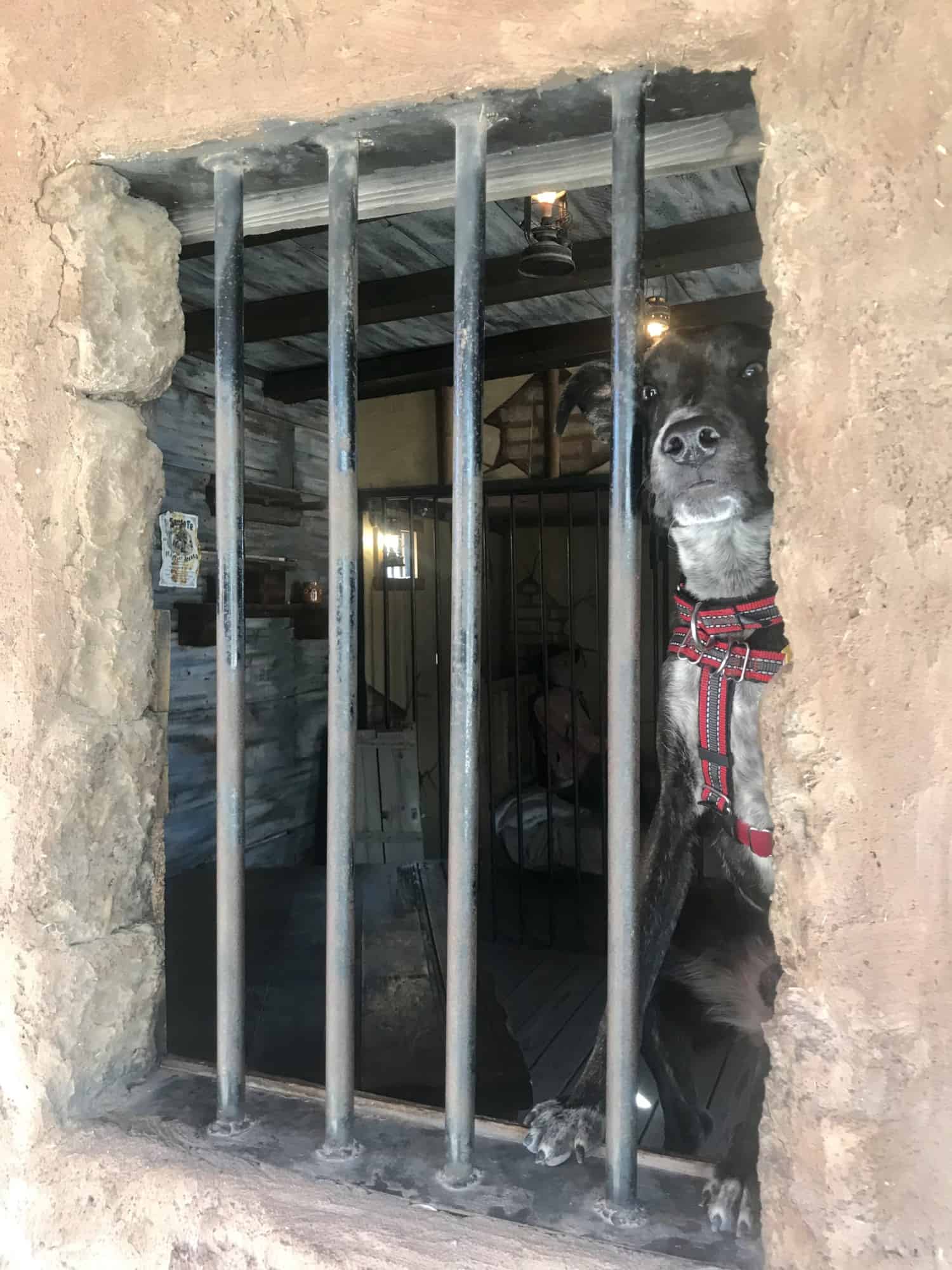 Brindle dog looking through the bars of a jail-like window in Tombstone, AZ