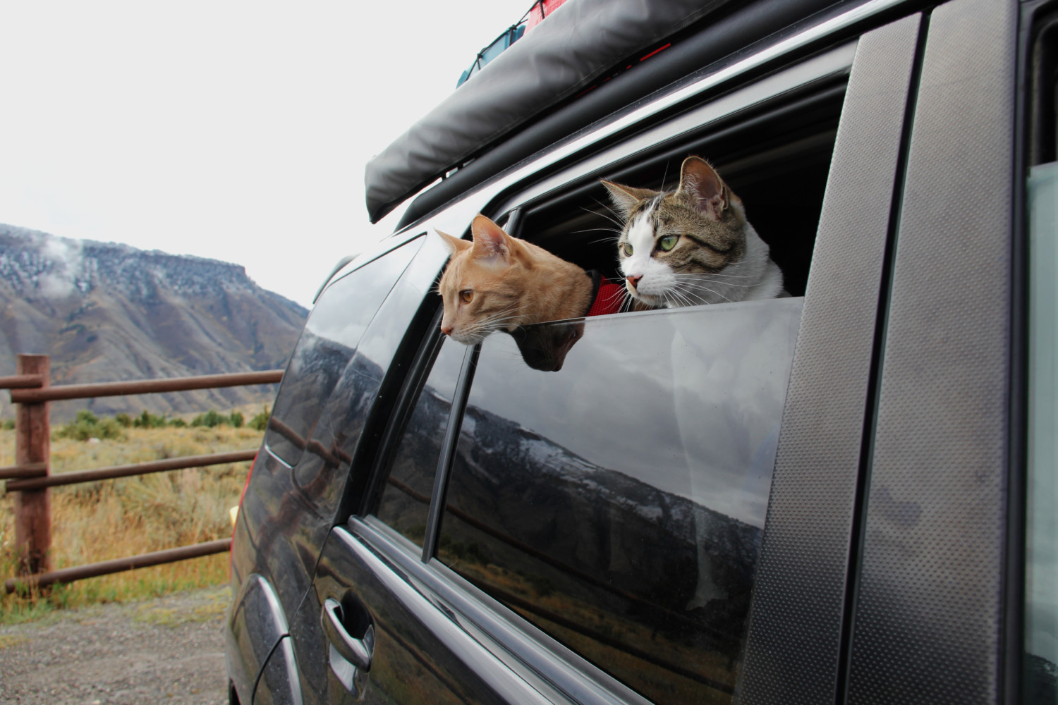 Personality Traits of Traveling Cats - Does Your Cat Have What It Takes?