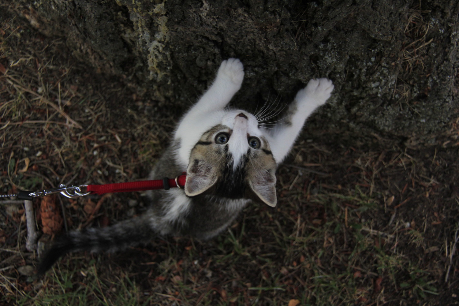 Grey and white kitten on a leash climbing a tree