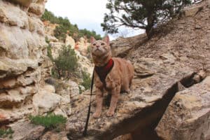 Personality Traits of Adventure Cats | GoPetFriendly.com