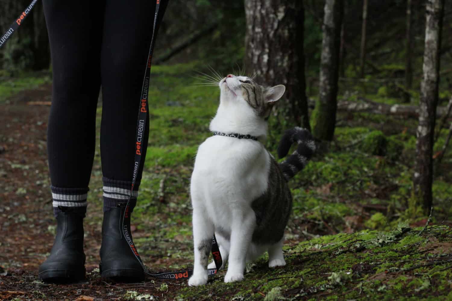 Grey and white cat on a leash on a pet friendly trail