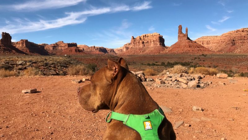 Visiting Monument Valley With Dogs | GoPetFriendly