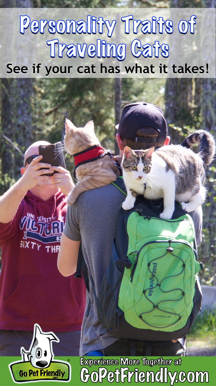 The curious character of cats – and whether they are really more aloof