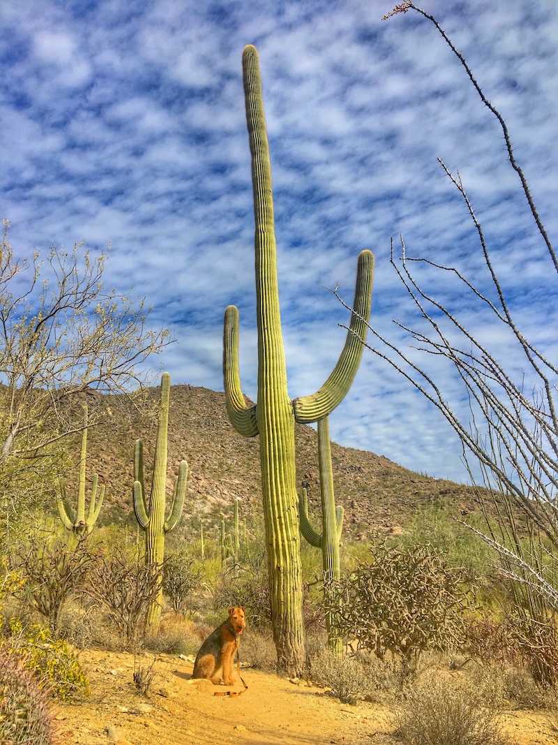 Hiking with dogs on a pet friendly trail in the desert. This dog is sitting under a Saguaro cactus.