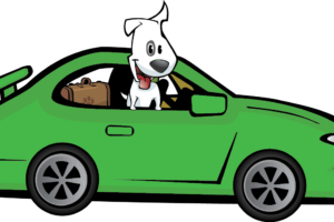 Scout in Car | GoPetFriendly.com