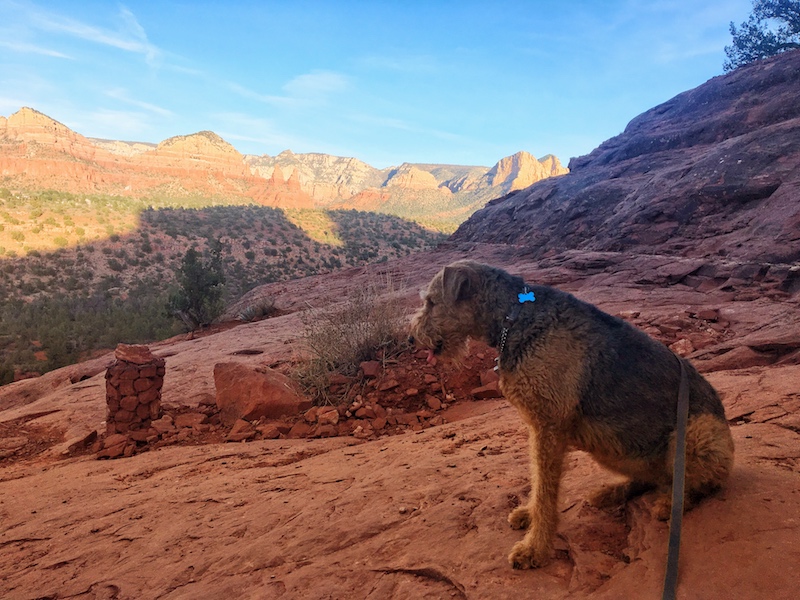 A dog hiking a pet friendly desert trail and enjoying the view of the red rock mountains in the distance