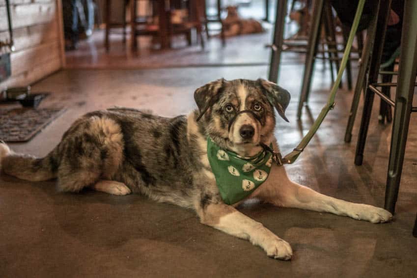 Perro gris y blanco tirado en el suelo en una cervecería que admite mascotas