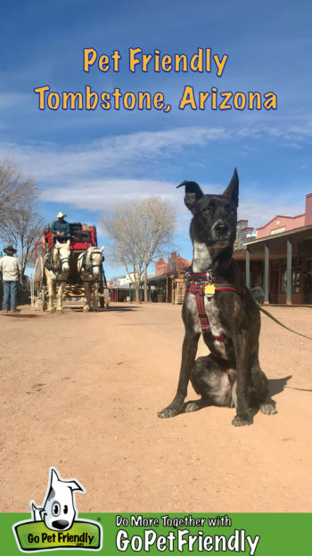 Brindle pup in a red harness sitting on the dirt street in pet friendly Tombstone, AZ