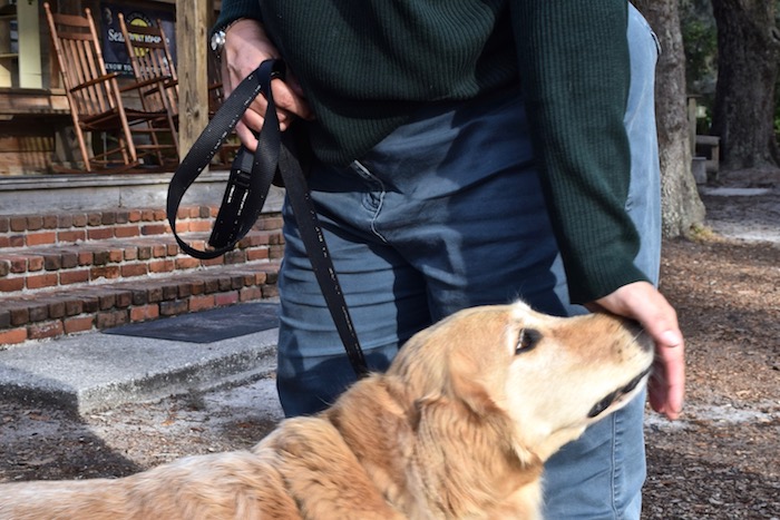 Honey the golden retriever touches the hand.