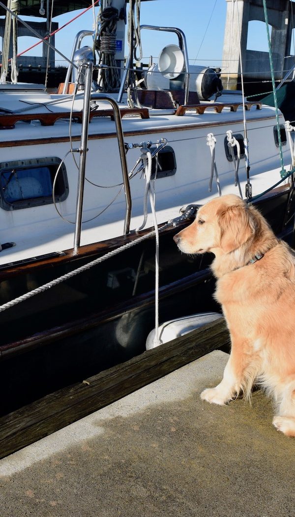 Honey the boat dog waits at the dock.