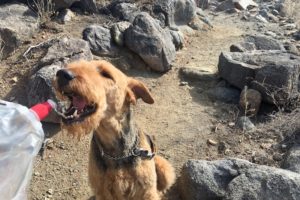 7 Essentials for Desert Hiking with Your Dog