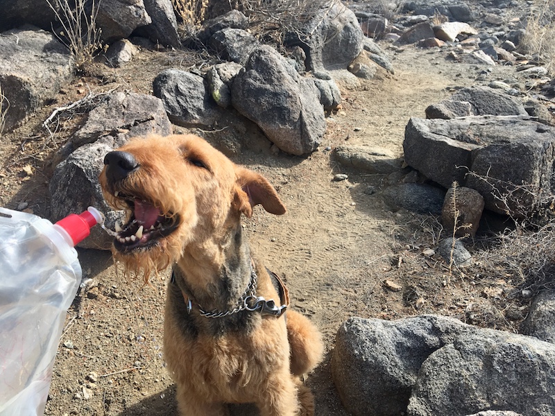 7 Essentials for Desert Hiking with Your Dog