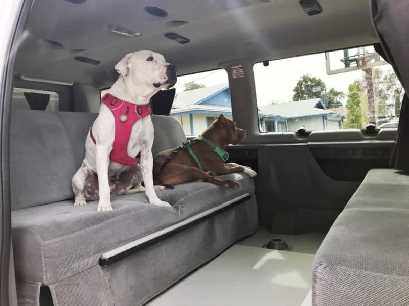 Renting an Adventure Van with Pets