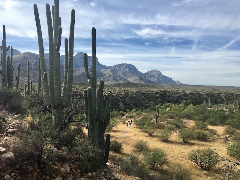 Catalina State Park's Canyon Loop Trail near Tucson Az.