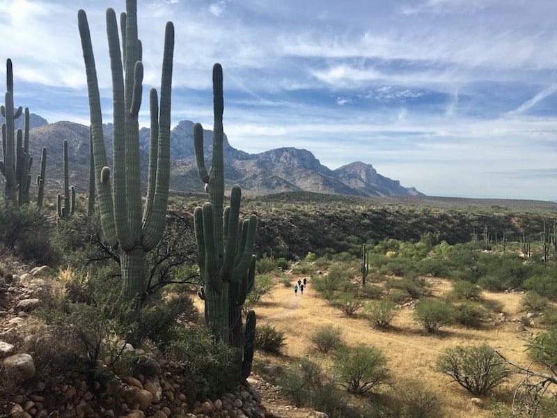 Catalina State Park's Canyon Loop Trail near Tucson Az.