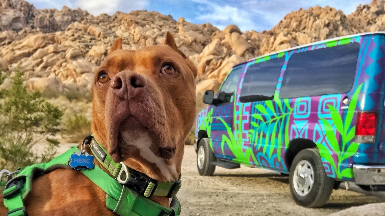 Renting an Adventure Van with Pets