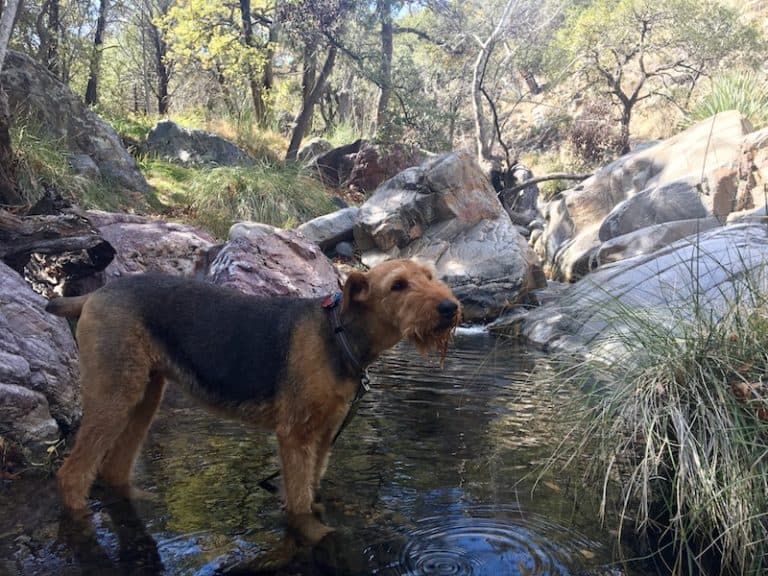 Five Dog Friendly Hikes Near Tucson - Plus Places to Eat ...