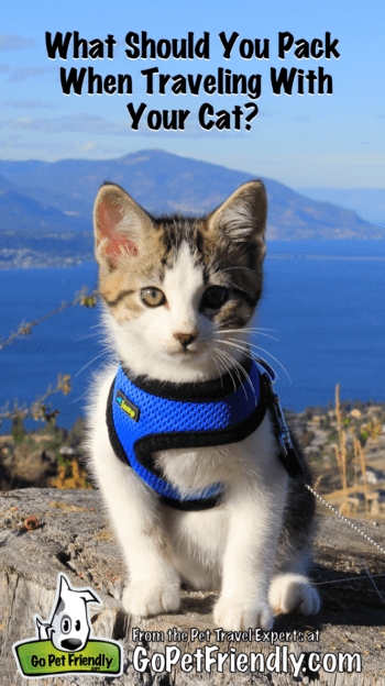 What Should You Pack When Traveling With Your Cat? | GoPetFriendly.com