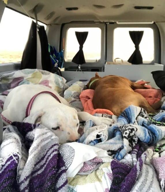 Renting an Adventure Van with Pets | GoPetFriendly.com