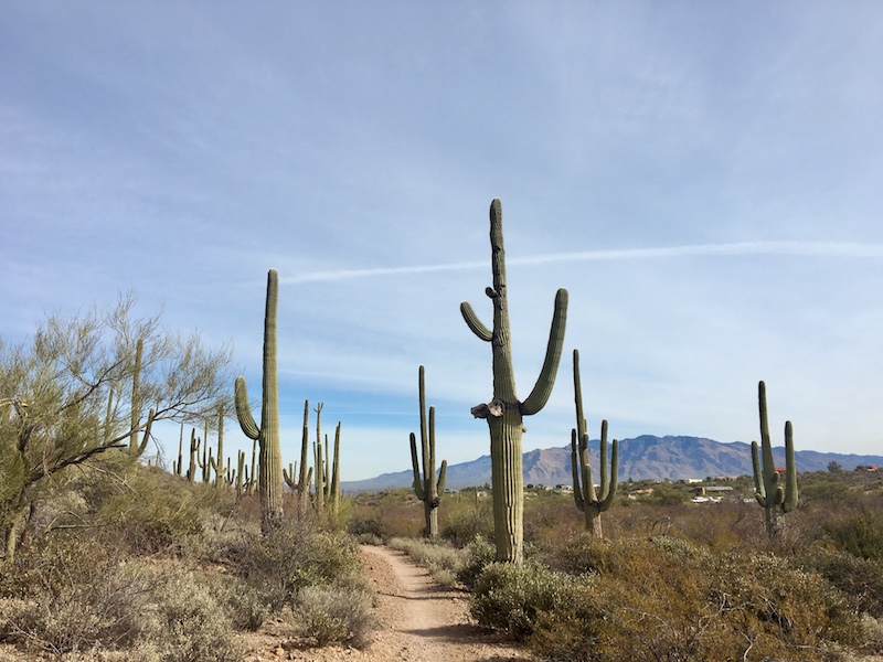 Sweetwater Preserve - Dog-Friendly Hiking near Tucson