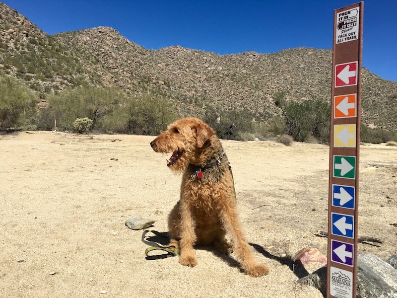 Tortolita Mountains Hiking Trail