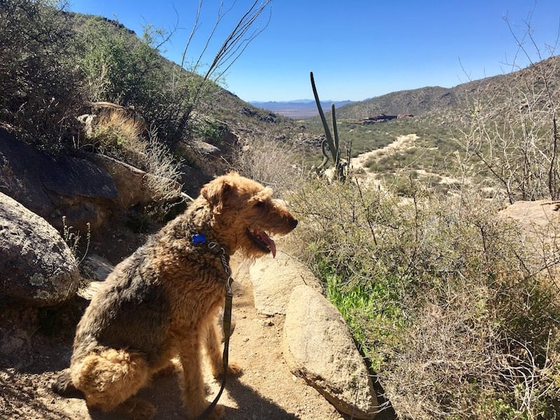 Tortolita Mountains Trails Marana Arizona