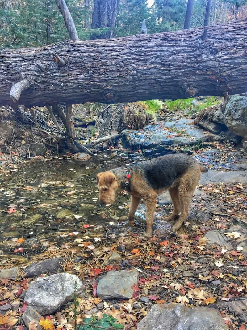 Fall color dog-friendly hike at Mount Lemmon in Tucson