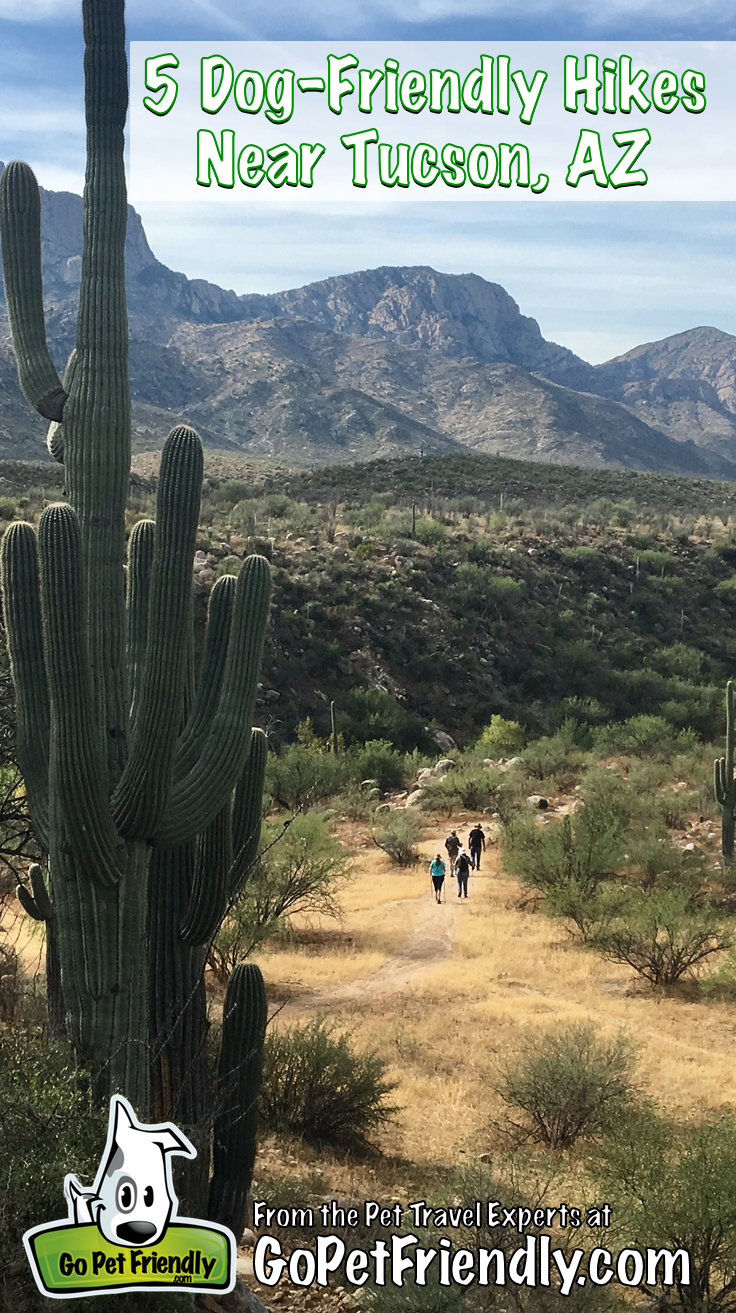 Five Dog-Friendly Hikes Near Tucson | GoPetFriendly.com