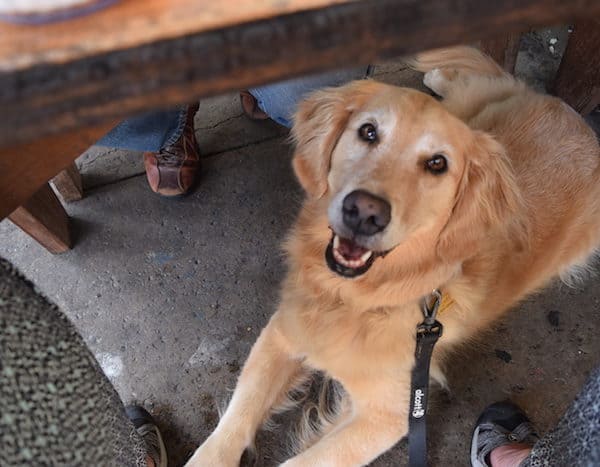 Honey sits under the table at Iguanas seafood restaurant.