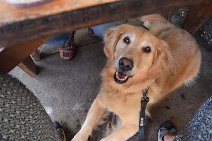 Golden retriever lying under a restaurant table